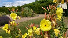 St Anne's Physic Garden