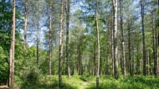 Alice Holt Forest, Surrey