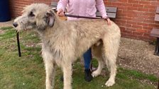 What a beautiful Irish Wolfhound......