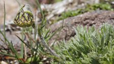 Norwegian Ragwort