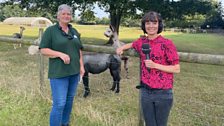 Next, Julie headed to Alpacas of East Anglia in Beighton