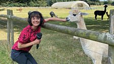 Julie was quite keen to take an alpaca with her!