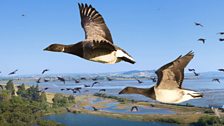 Brent Geese at Castle Espie in County Down