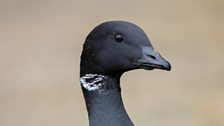 The brent geese are making their way back to Co Down from Canada.