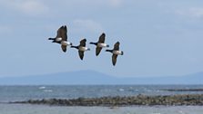 Brent Geese at Castle Espie in County Down