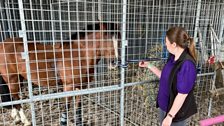 It wasn't too long before Amy and driver Alan said goodbye to the Hill House Equestrian centre including Bee & her horse...