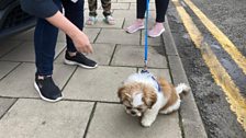 Barney isn't too impressed though.......the pavement is more exciting than Amy!