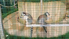 The team had a wander to meet some of the residents.........up first the Lemurs!