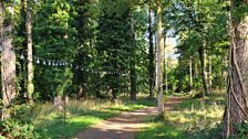 A lovely view of the path into the woods....feels like an adventure awaits!