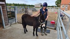 The team meet Gemma and one of the Donkeys that are well looked after.....