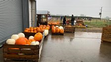 Plenty of pumpkins to have a look at...