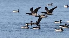 Brent geese at Strangford Lough