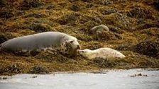 Grey Seals at Strangford Lough