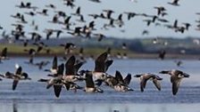 Brent geese at Strangford Lough