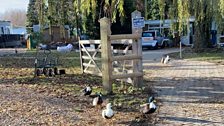 On the way out to their final port of call the team were seen off by the ducks!