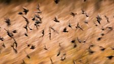 Mairi Eyres starlings