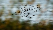 Mairi Eyres starlings