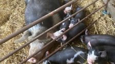 Mummy Pig and Piglets