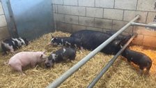 Piglets