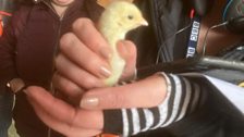 Rachel holding a chick