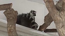 Ring-tailed lemur