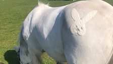 One of the horses had been given an Easter theme!