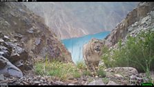 Snow Leopard caught in an ANCOT camera trap