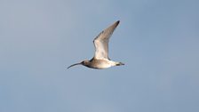 The Curlews of Lough MacNean