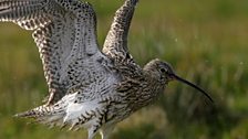 The Curlews of Lough MacNean