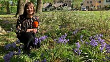 A beautiful morning among the bluebells!