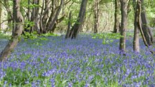 An enchanting bluebell wood at Prehen