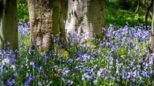 bluebells among trees by Rob Grange of the Woodland Trust