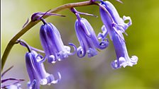 Bluebell closeup by Don Brubacher of the Woodland Trust