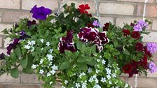 A colourful hanging basket for the team to admire....but where are they?