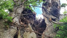 This amazing oak tree has a girth of over 13 metres, a world record....and is thought to be over a thousand years old!