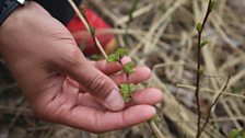 New growth in the ravaged peatlands of Karelia