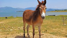 Guardian of Lake Prespa