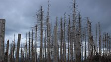 Germany's Silver Forest