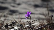 Flora of the Curonian Spit