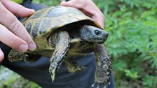 Lake Prespa Tortoise