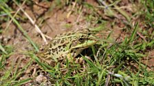 Frog of Lake Prespa