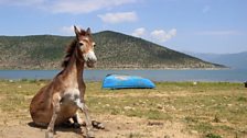 Donkey at Lake Prespa