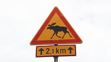 Beware of Moose