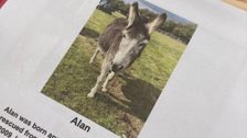 There's a familiar name.....Alan....the donkey...who is a superstar and has a book all about him...