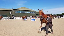 Heavy Horse Show, Rettendon Common