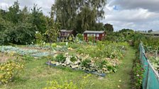 Do your allotments look this good?....