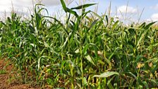 Rachel watched as a family headed off...and out of view....into the Maize Maze..