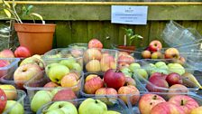 Here's the proof!  You could eat a different variety of apple every day for years apparently...