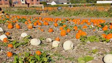 Do we not love pumpkins!