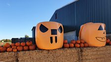 The large pumpkins greeted the team on their arrival...